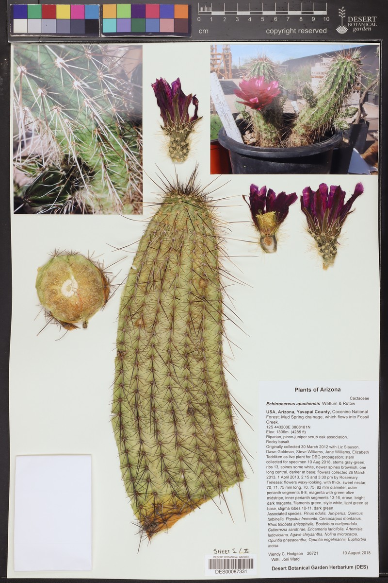 Apache Hedgehog Cactus photo 6