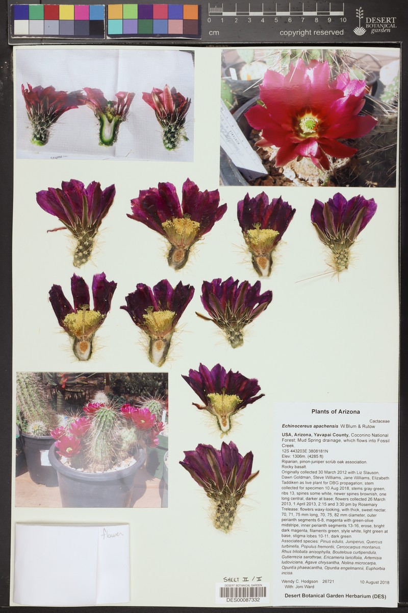 Apache Hedgehog Cactus photo 7