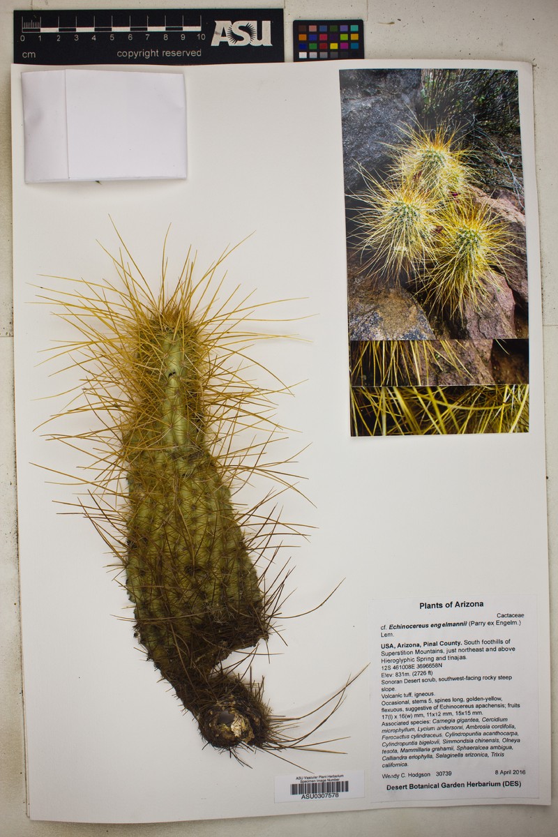 Apache Hedgehog Cactus photo 8