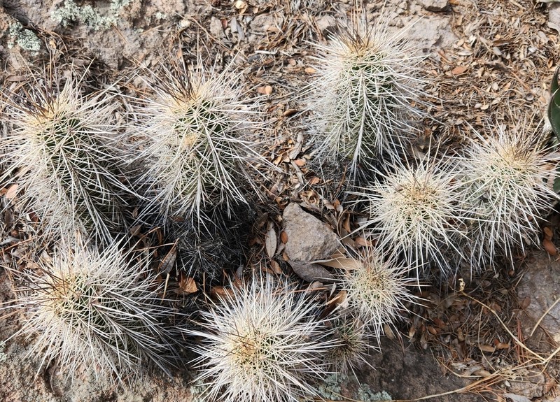 Echinocereus arizonicus