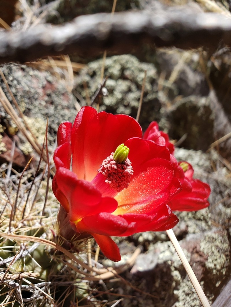 Echinocereus arizonicus photo 2