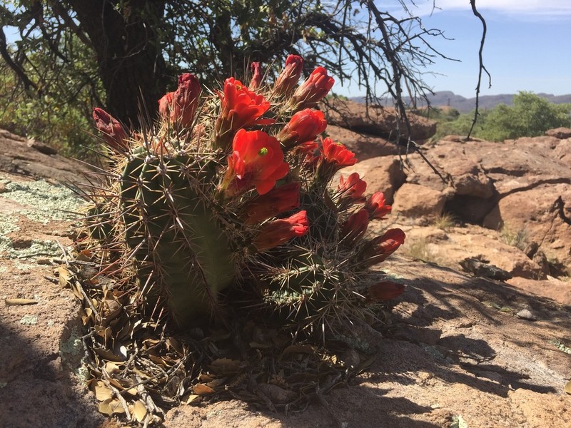 Echinocereus arizonicus photo 3
