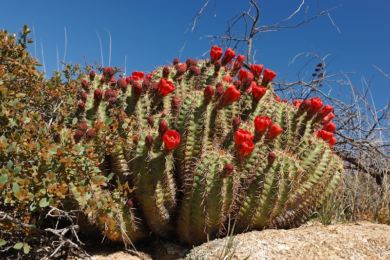 Echinocereus arizonicus photo 4