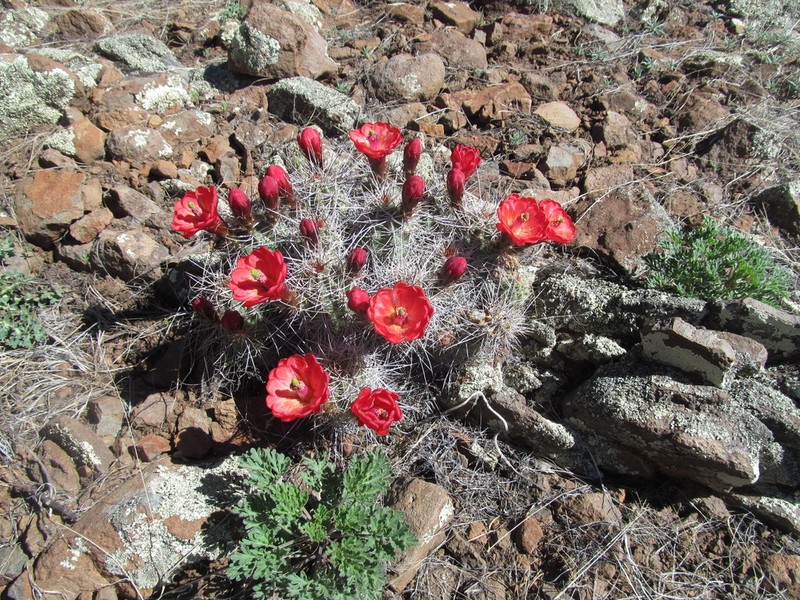 Echinocereus arizonicus photo 5