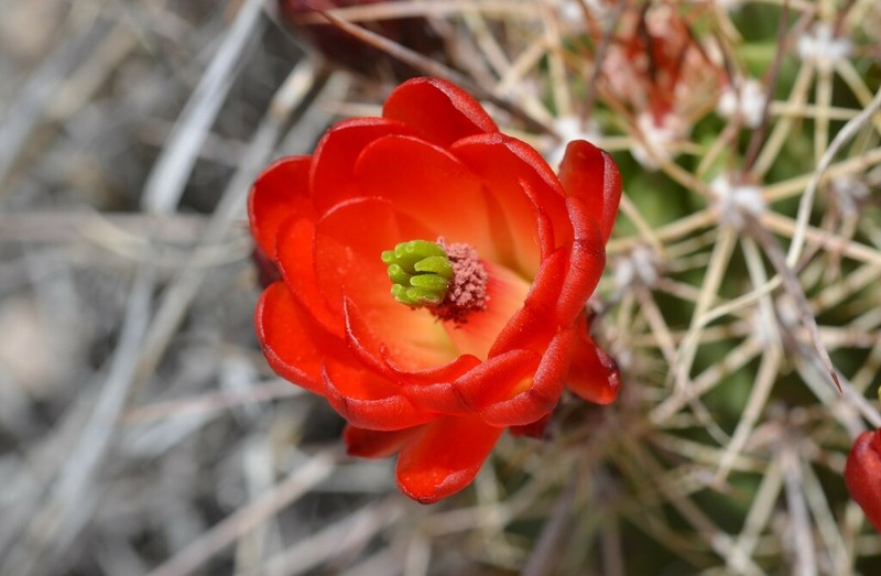 Echinocereus arizonicus photo 6