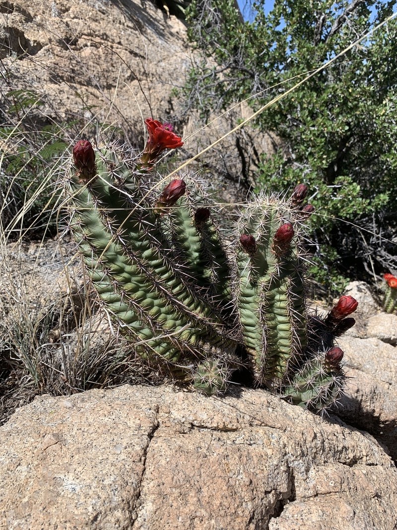 Echinocereus arizonicus photo 8