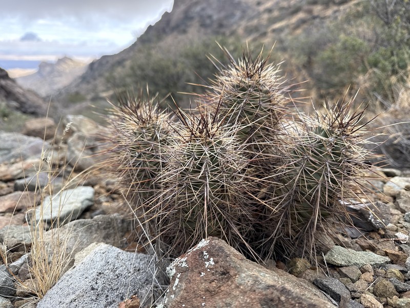 Echinocereus arizonicus subsp. nigrihorridispinus