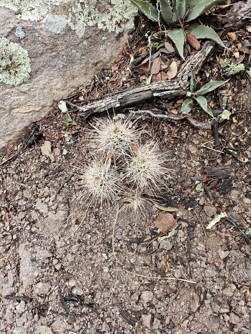 Echinocereus arizonicus subsp. nigrihorridispinus photo 2