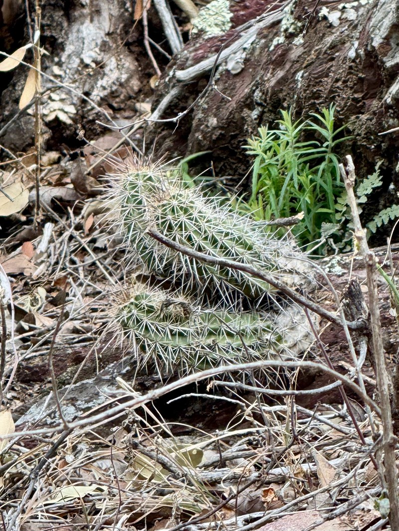 Echinocereus arizonicus subsp. nigrihorridispinus photo 3