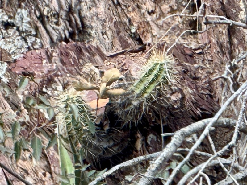 Echinocereus arizonicus subsp. nigrihorridispinus photo 4
