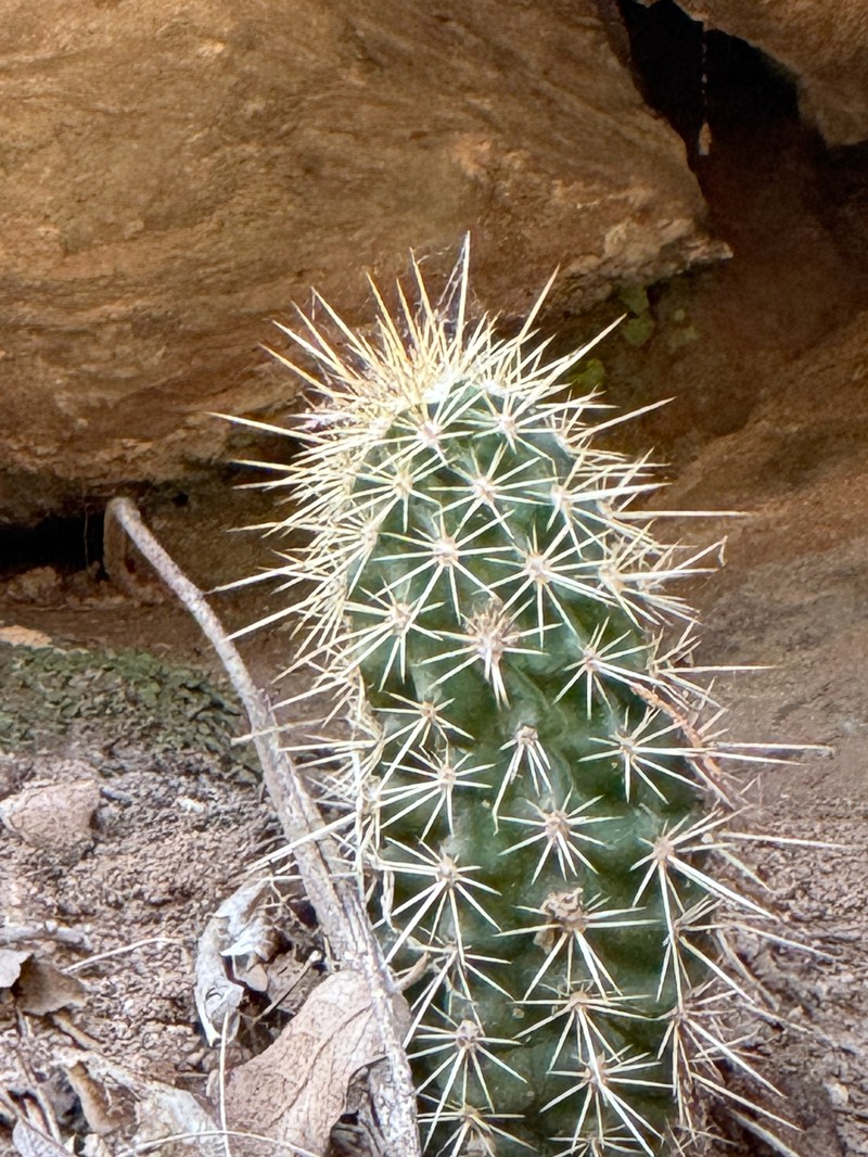 Echinocereus arizonicus subsp. nigrihorridispinus photo 5