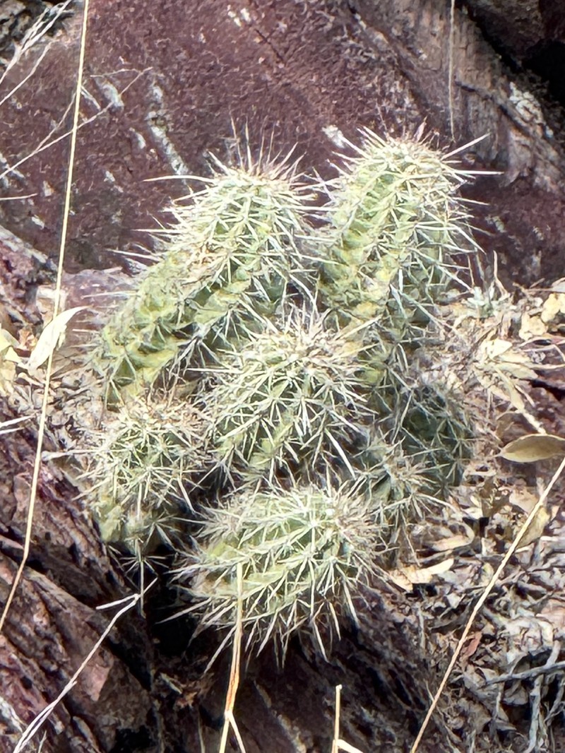 Echinocereus arizonicus subsp. nigrihorridispinus photo 6