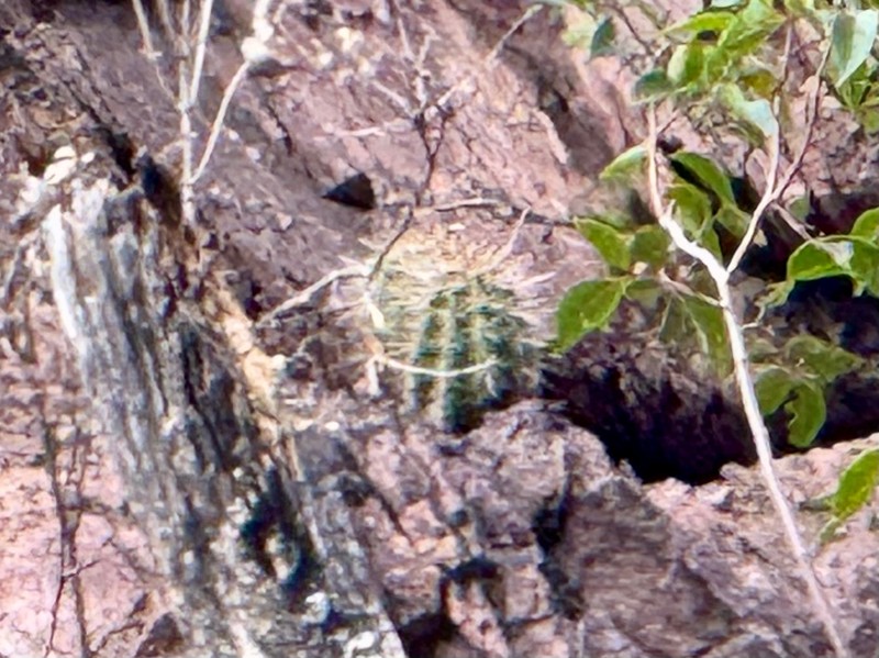 Echinocereus arizonicus subsp. nigrihorridispinus photo 7