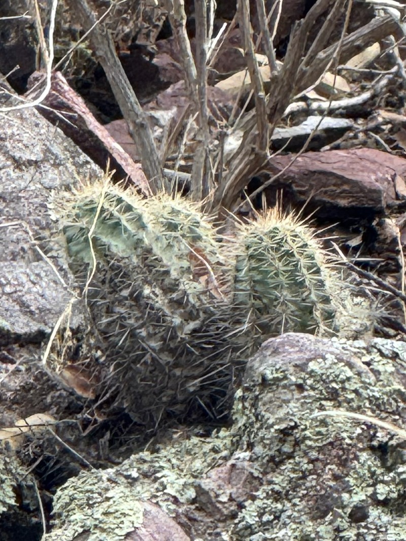 Echinocereus arizonicus subsp. nigrihorridispinus photo 8