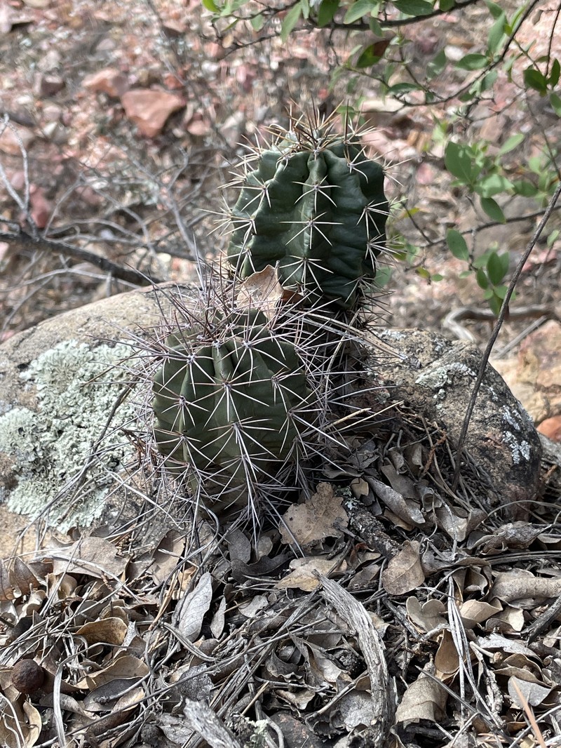 Echinocereus arizonicus subsp. oldachiorum