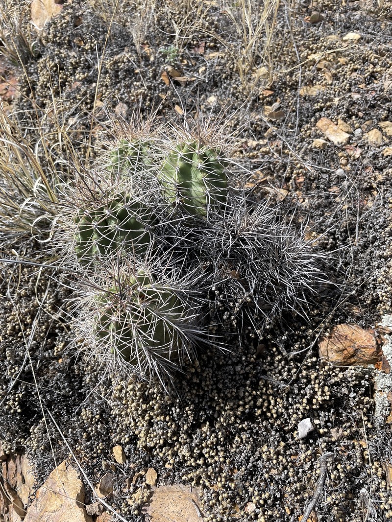 Echinocereus arizonicus subsp. oldachiorum photo 2