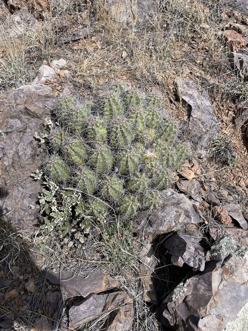 Echinocereus arizonicus subsp. oldachiorum photo 3