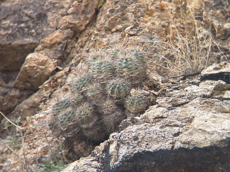 Echinocereus arizonicus subsp. oldachiorum photo 4
