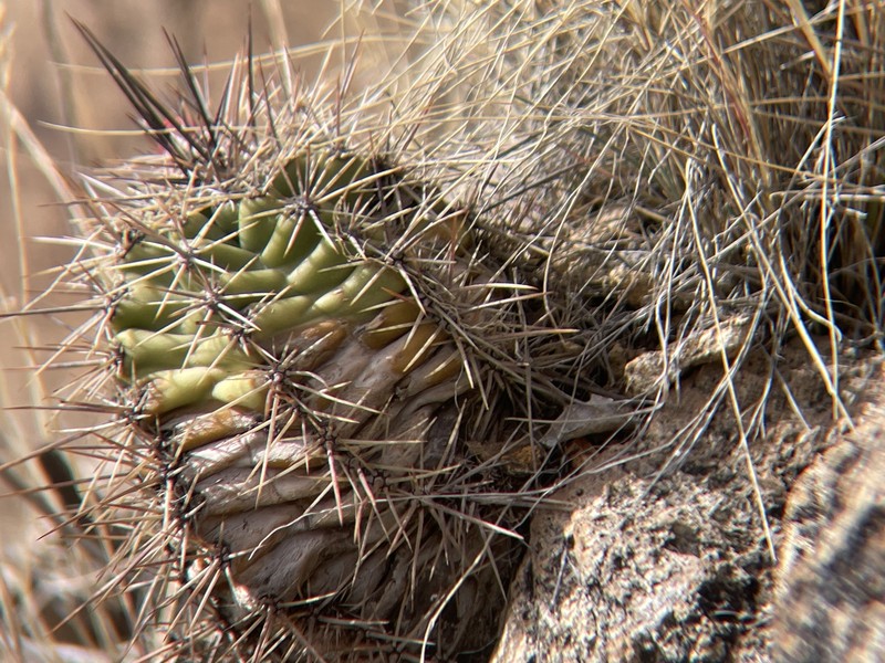 Echinocereus arizonicus subsp. oldachiorum photo 5