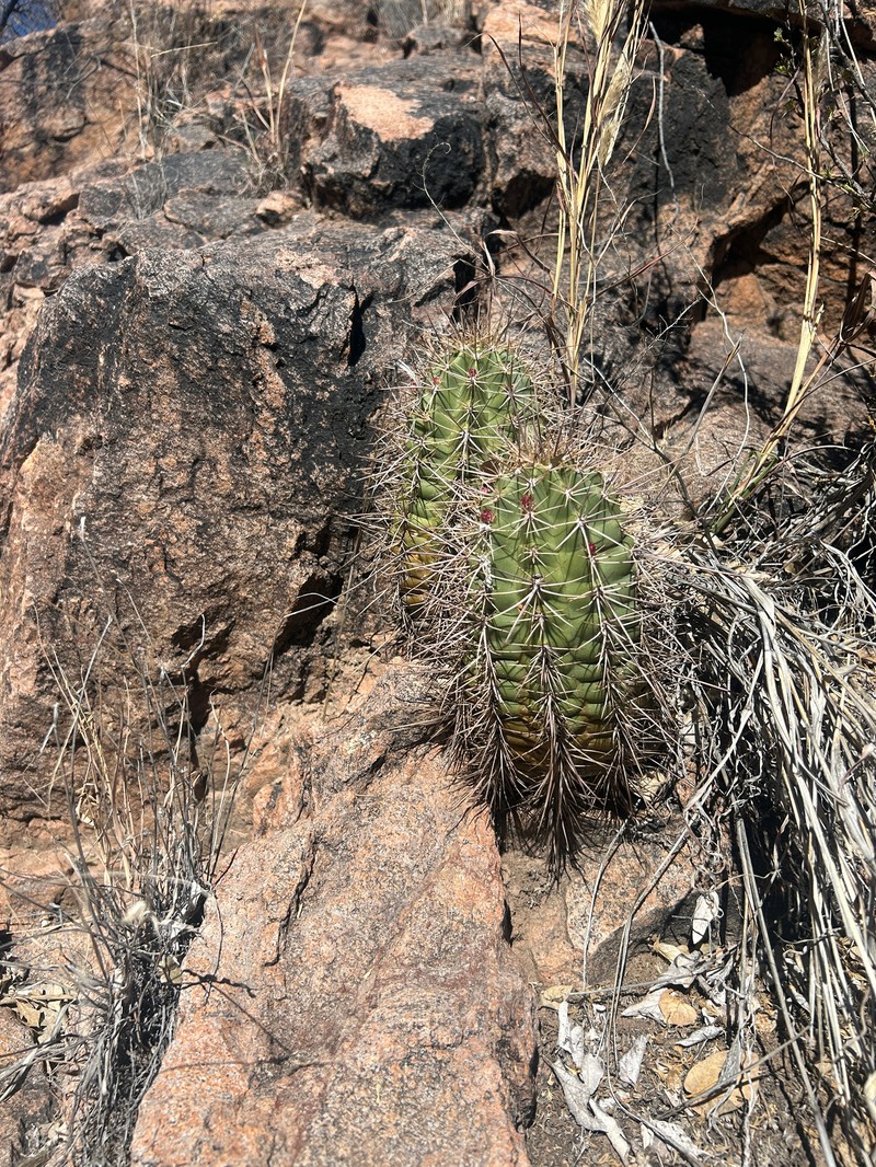 Echinocereus arizonicus subsp. oldachiorum photo 6