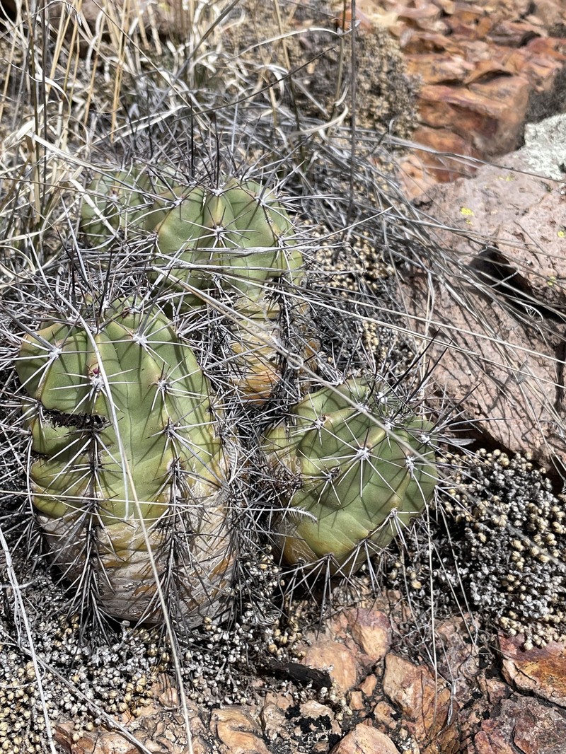 Echinocereus arizonicus subsp. oldachiorum photo 7
