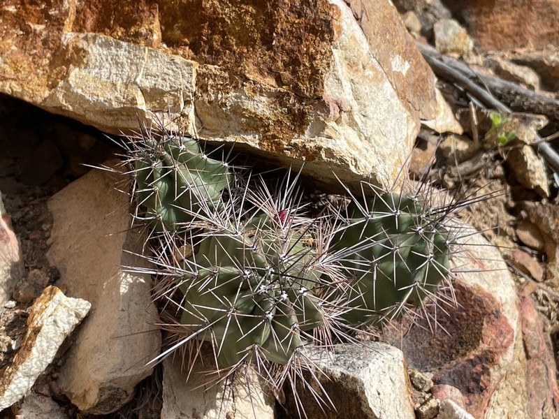 Echinocereus arizonicus subsp. oldachiorum photo 8