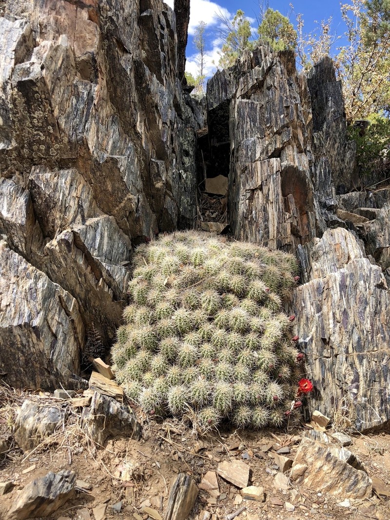 Echinocereus bakeri
