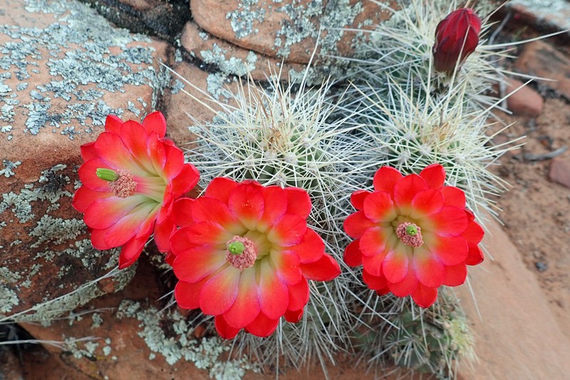 Echinocereus bakeri photo 3