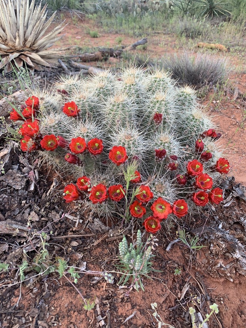 Echinocereus bakeri photo 5