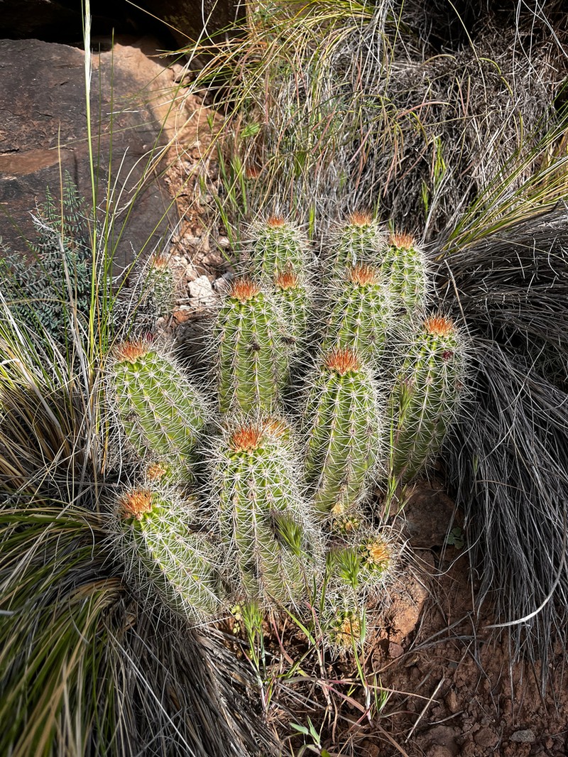 Echinocereus bakeri photo 7