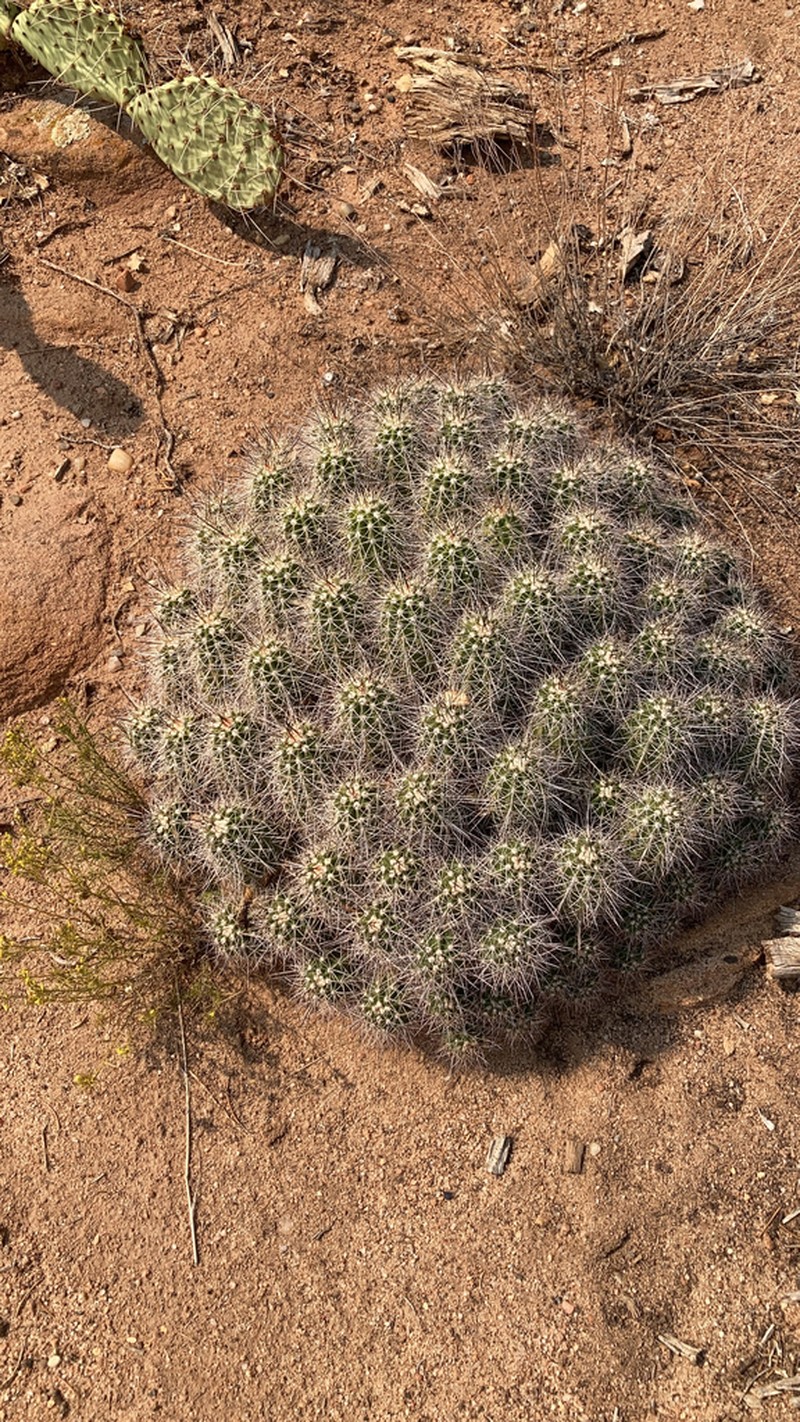 Echinocereus bakeri photo 8