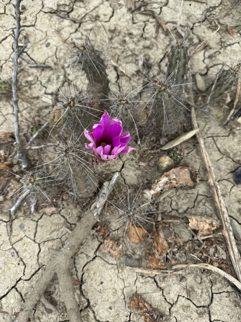 Berlandier's Hedgehog Cactus