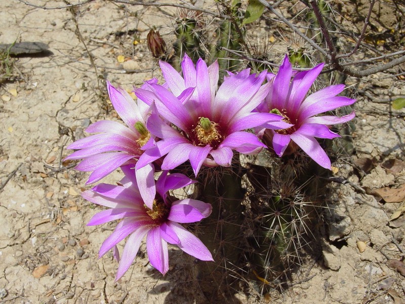 Berlandier's Hedgehog Cactus photo 2