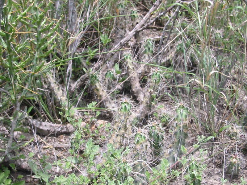 Berlandier's Hedgehog Cactus photo 3