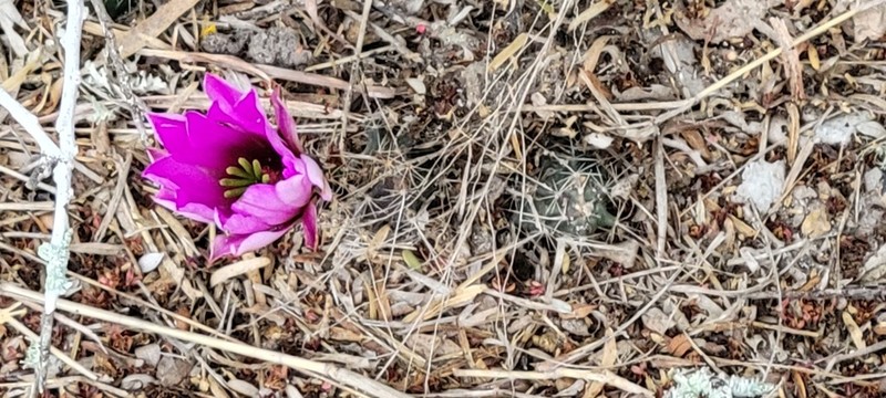 Berlandier's Hedgehog Cactus photo 4