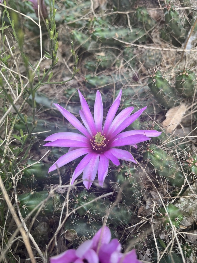 Berlandier's Hedgehog Cactus photo 5