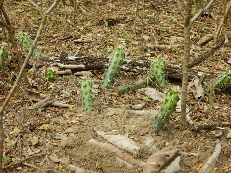 Berlandier's Hedgehog Cactus photo 6