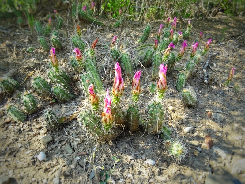 Berlandier's Hedgehog Cactus photo 7