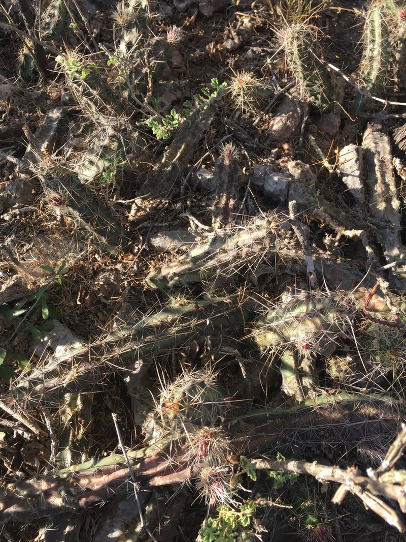 Berlandier's Hedgehog Cactus photo 8