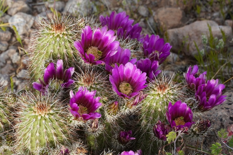 Pinkflower Hedgehog Cactus