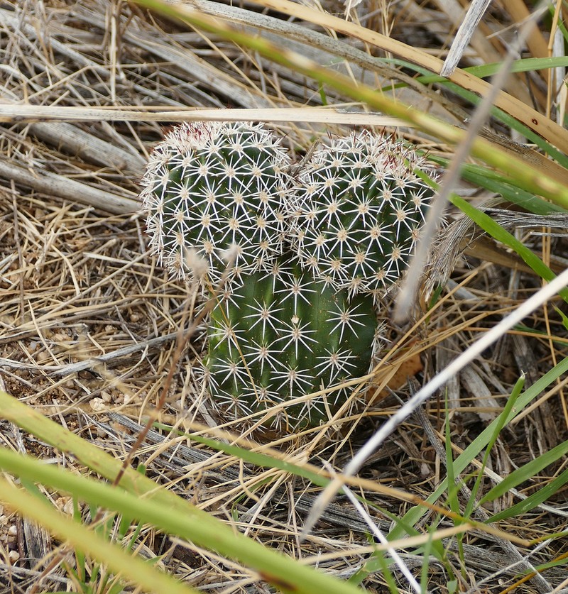 Pinkflower Hedgehog Cactus photo 2