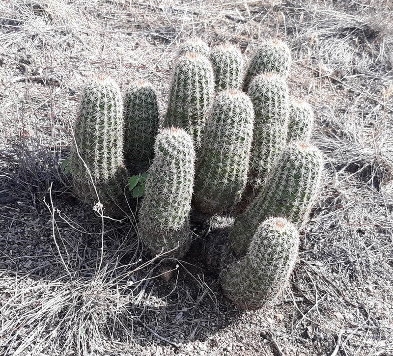 Pinkflower Hedgehog Cactus photo 3