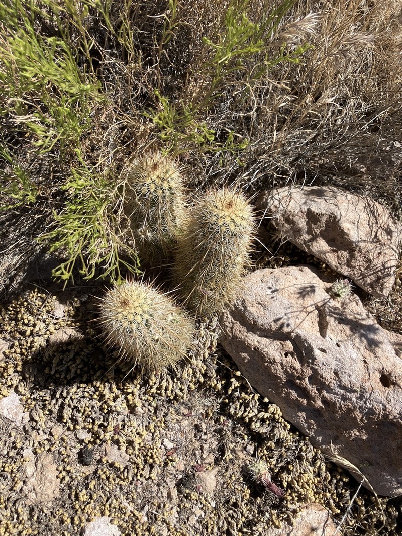 Pinkflower Hedgehog Cactus photo 4