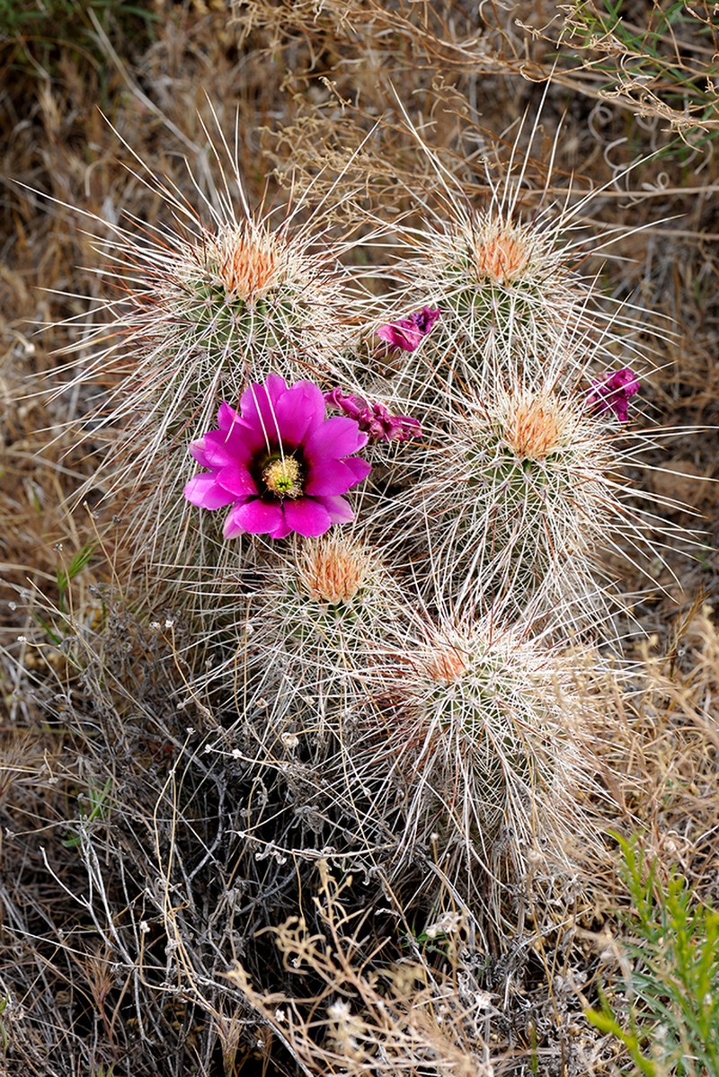 Pinkflower Hedgehog Cactus photo 5