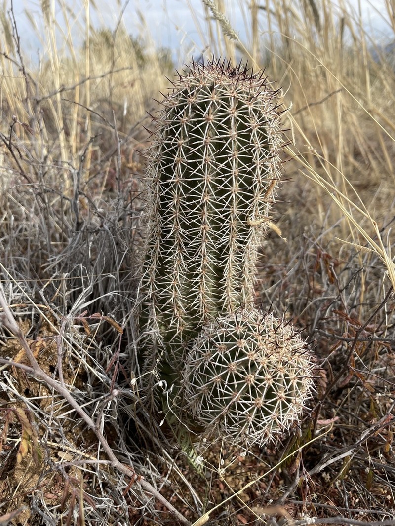 Pinkflower Hedgehog Cactus photo 6