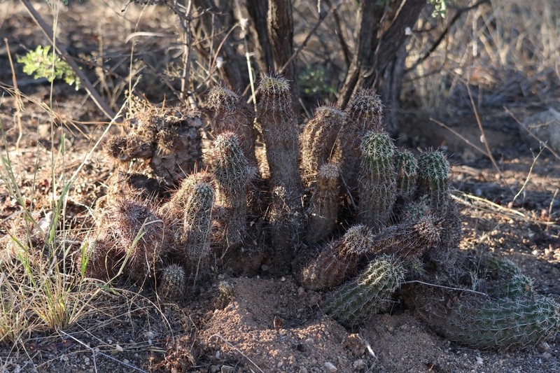 Pinkflower Hedgehog Cactus photo 7