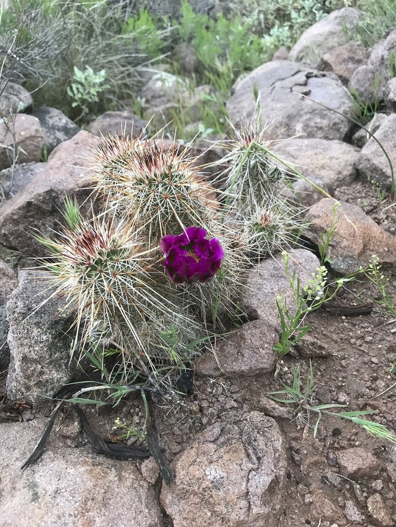 Pinkflower Hedgehog Cactus photo 8