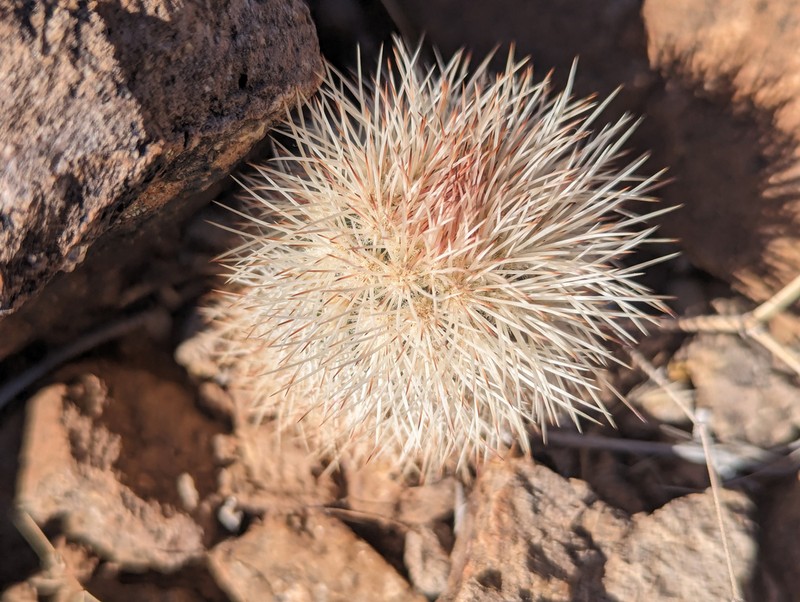 Echinocereus canus