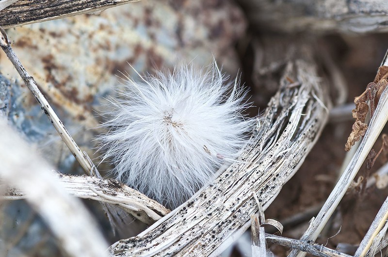 Echinocereus canus photo 2