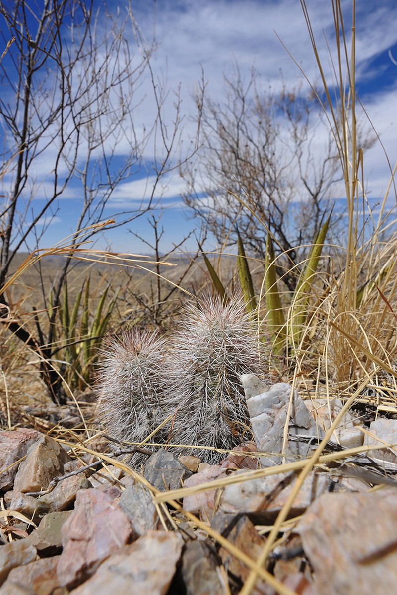 Echinocereus canus photo 3